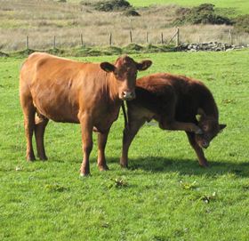 minerals supplements for sheep